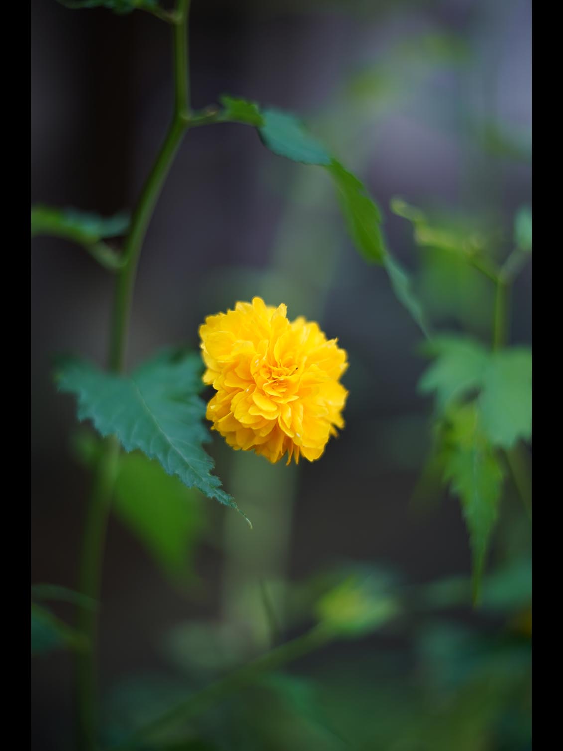 Carl Zeiss Jena Tevidon 50mm f/1.8 №1411 Sony E-mount APS-C Triangular Bokeh - Image 14