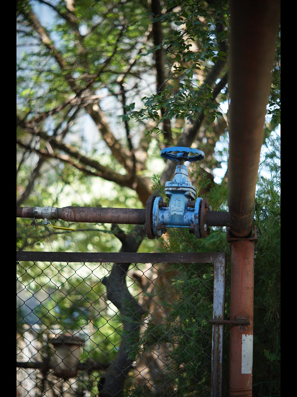 Carl Zeiss Jena Tevidon 50mm f/1.8 №1411 Sony E-mount APS-C Triangular Bokeh - Image 16