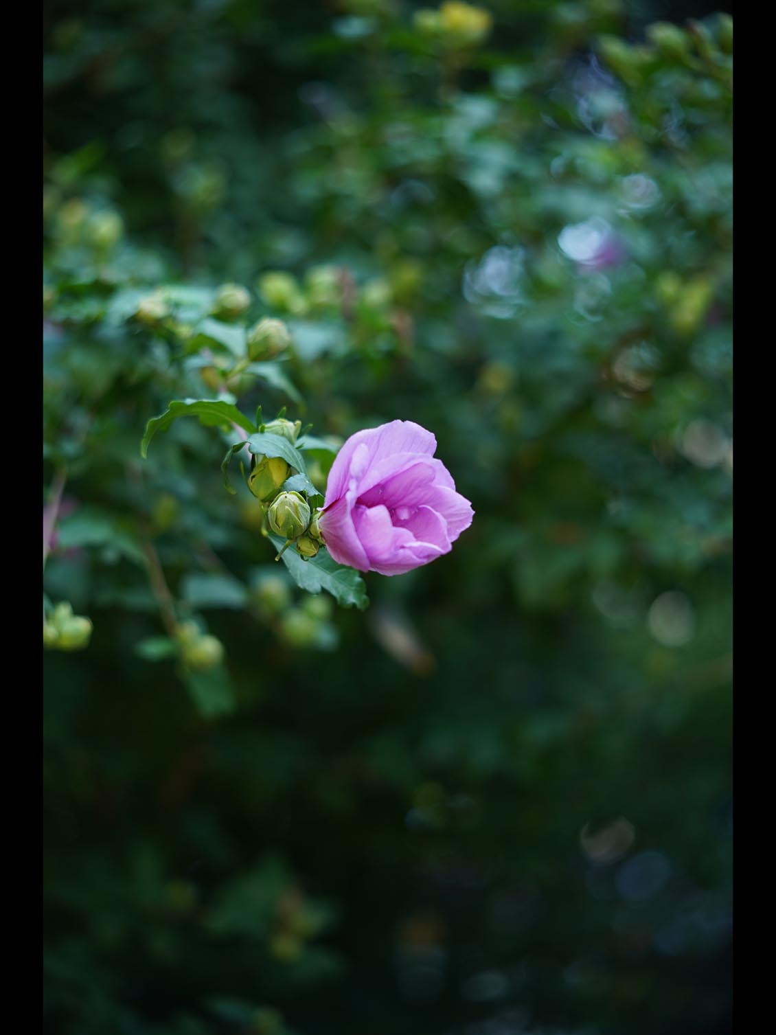 Carl Zeiss Jena Tevidon 50mm f/1.8 №1411 Sony E-mount APS-C Triangular Bokeh - Image 13