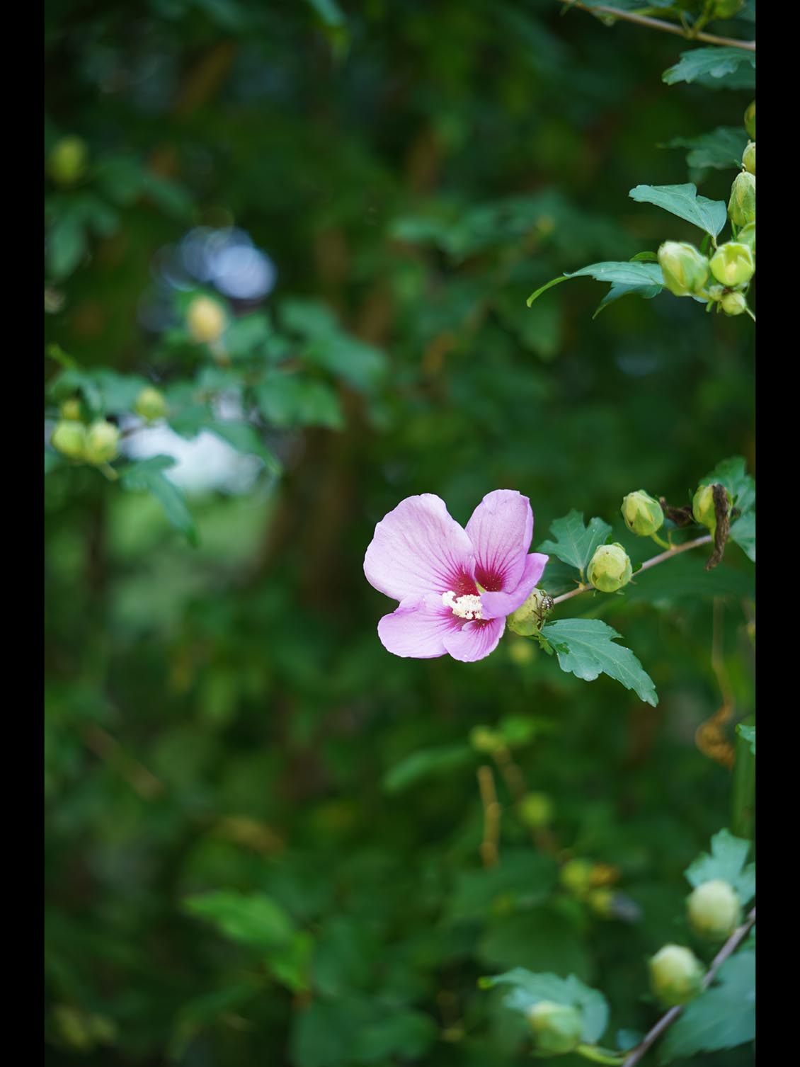 Carl Zeiss Jena Tevidon 50mm f/1.8 №1411 Sony E-mount APS-C Triangular Bokeh - Image 17