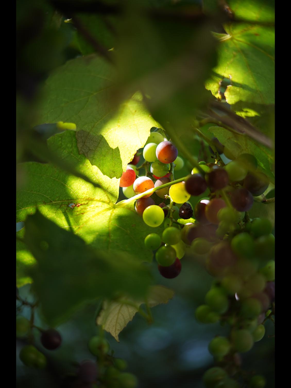 Carl Zeiss Jena Tevidon 50mm f/1.8 №1411 Sony E-mount APS-C Triangular Bokeh - Image 18