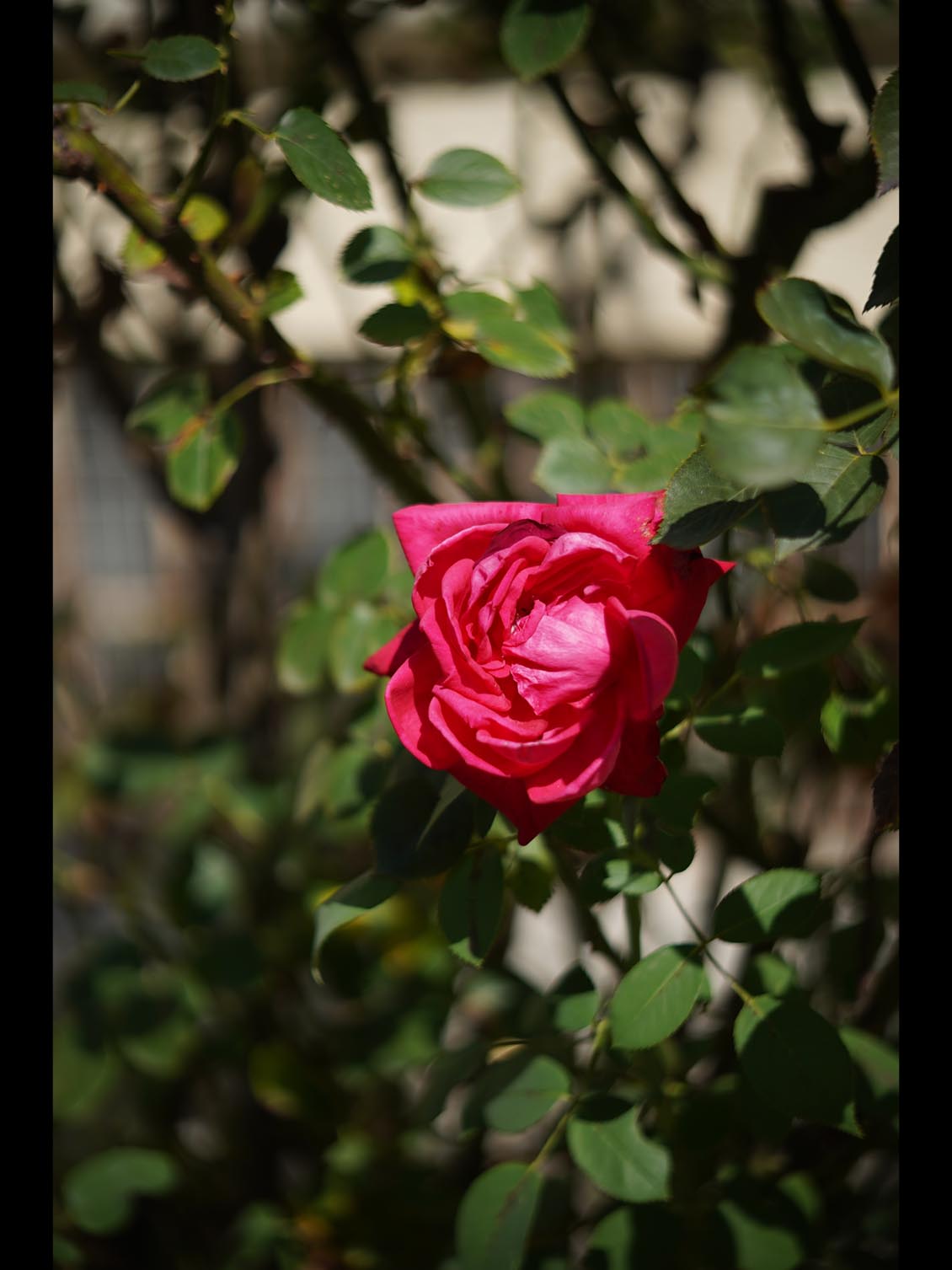 Carl Zeiss Jena Tevidon 50mm f/1.8 №1411 Sony E-mount APS-C Triangular Bokeh - Image 19
