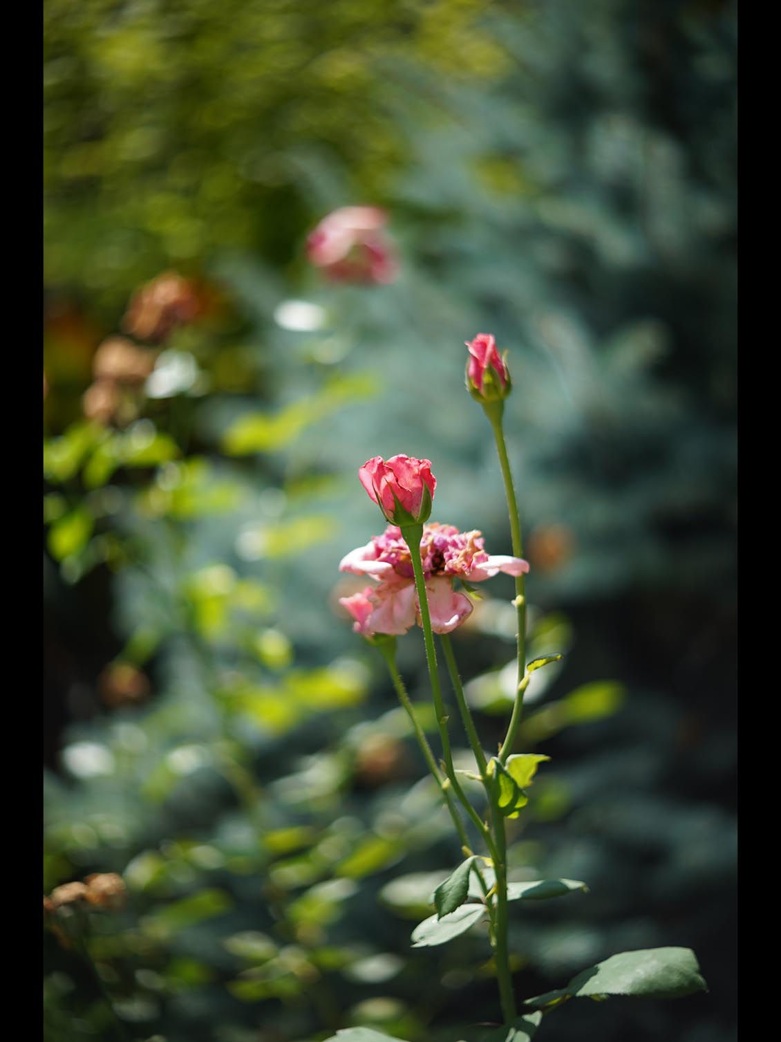 Carl Zeiss Jena Tevidon 50mm f/1.8 №1411 Sony E-mount APS-C Triangular Bokeh - Image 21