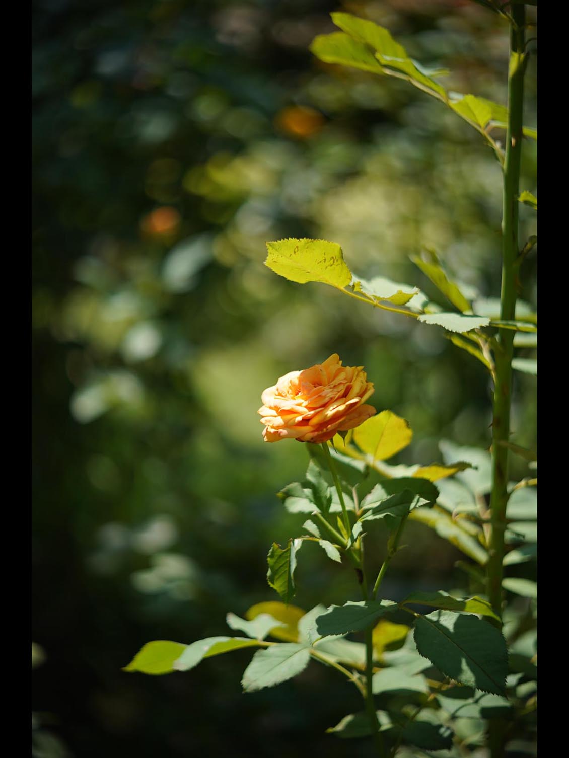 Carl Zeiss Jena Tevidon 50mm f/1.8 №1411 Sony E-mount APS-C Triangular Bokeh - Image 22