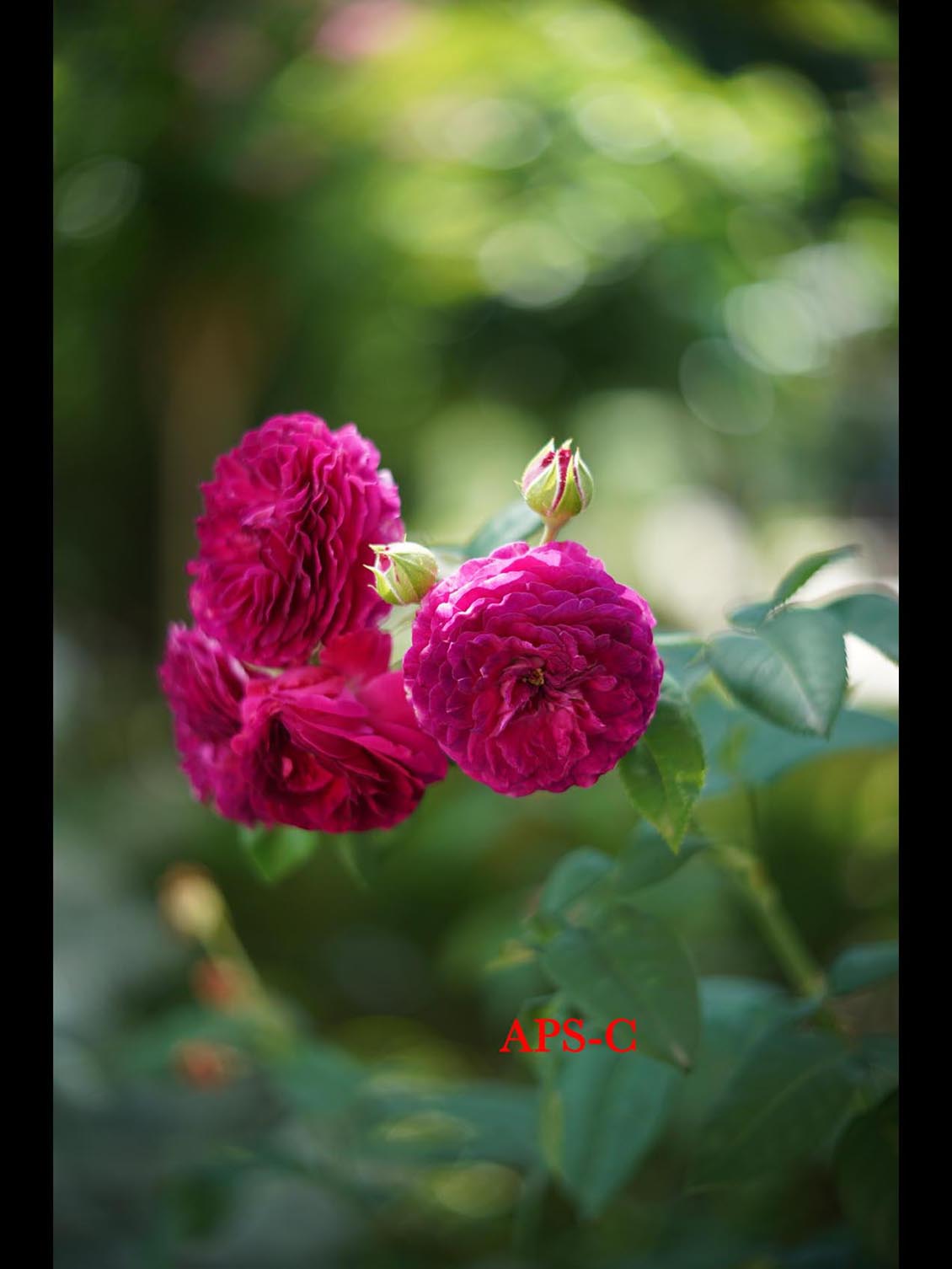 Carl Zeiss Jena Tevidon 50mm f/1.8 №1411 Sony E-mount APS-C Triangular Bokeh - Image 12