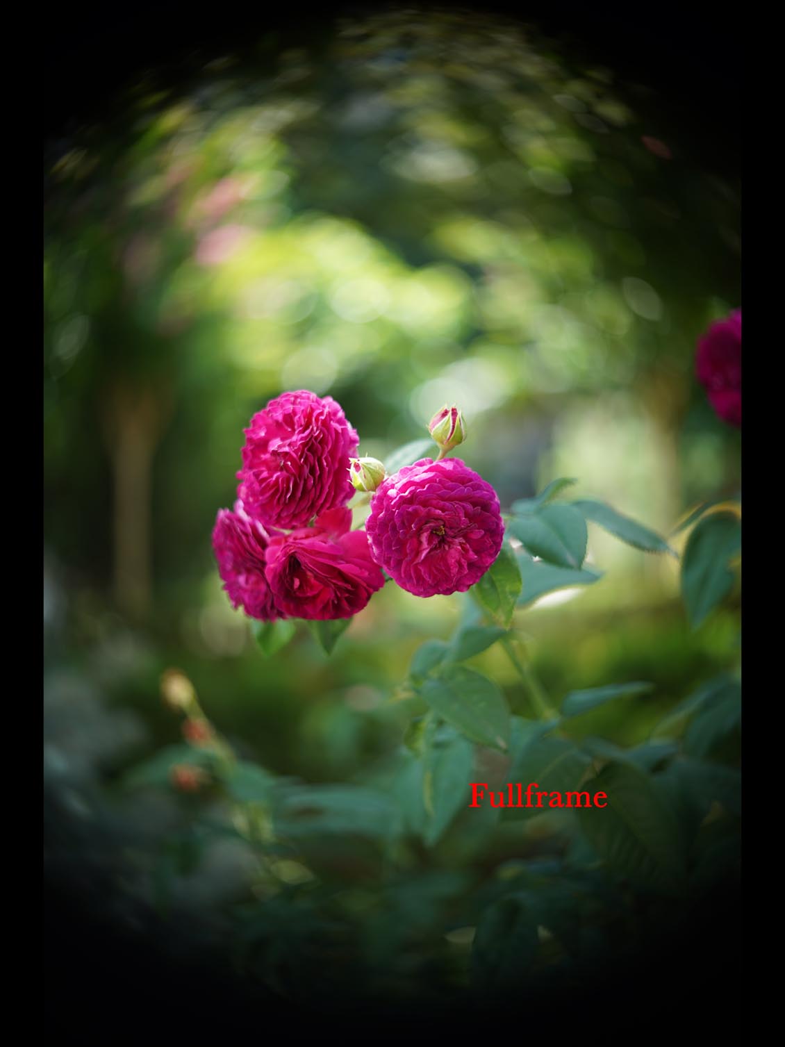 Carl Zeiss Jena Tevidon 50mm f/1.8 №1411 Sony E-mount APS-C Triangular Bokeh - Image 11