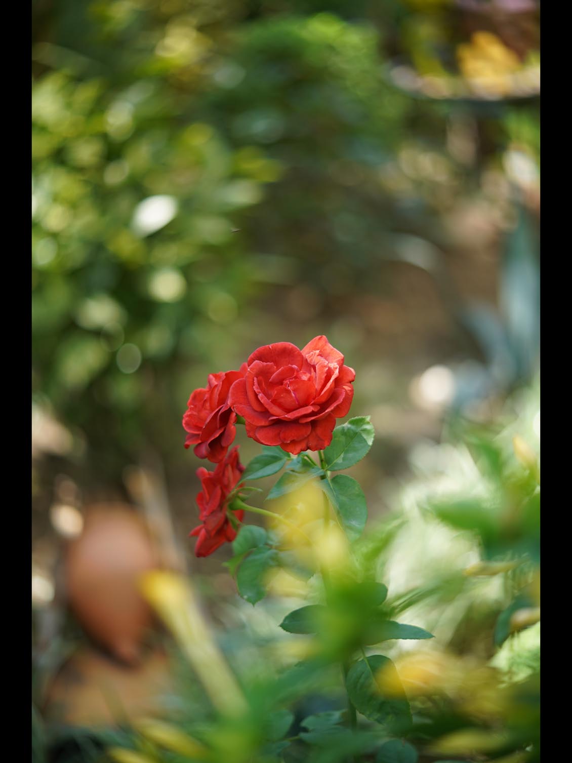 Carl Zeiss Jena Tevidon 50mm f/1.8 №1411 Sony E-mount APS-C Triangular Bokeh - Image 23