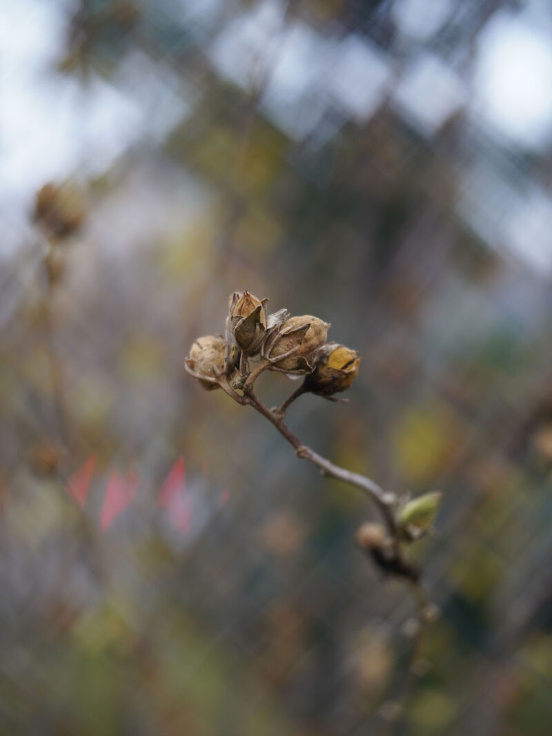 square/swirly bokeh Biotar 50mm f/1.4 Carl Zeiss Jena №6718498 Pentaflex-16 cine - Image 14