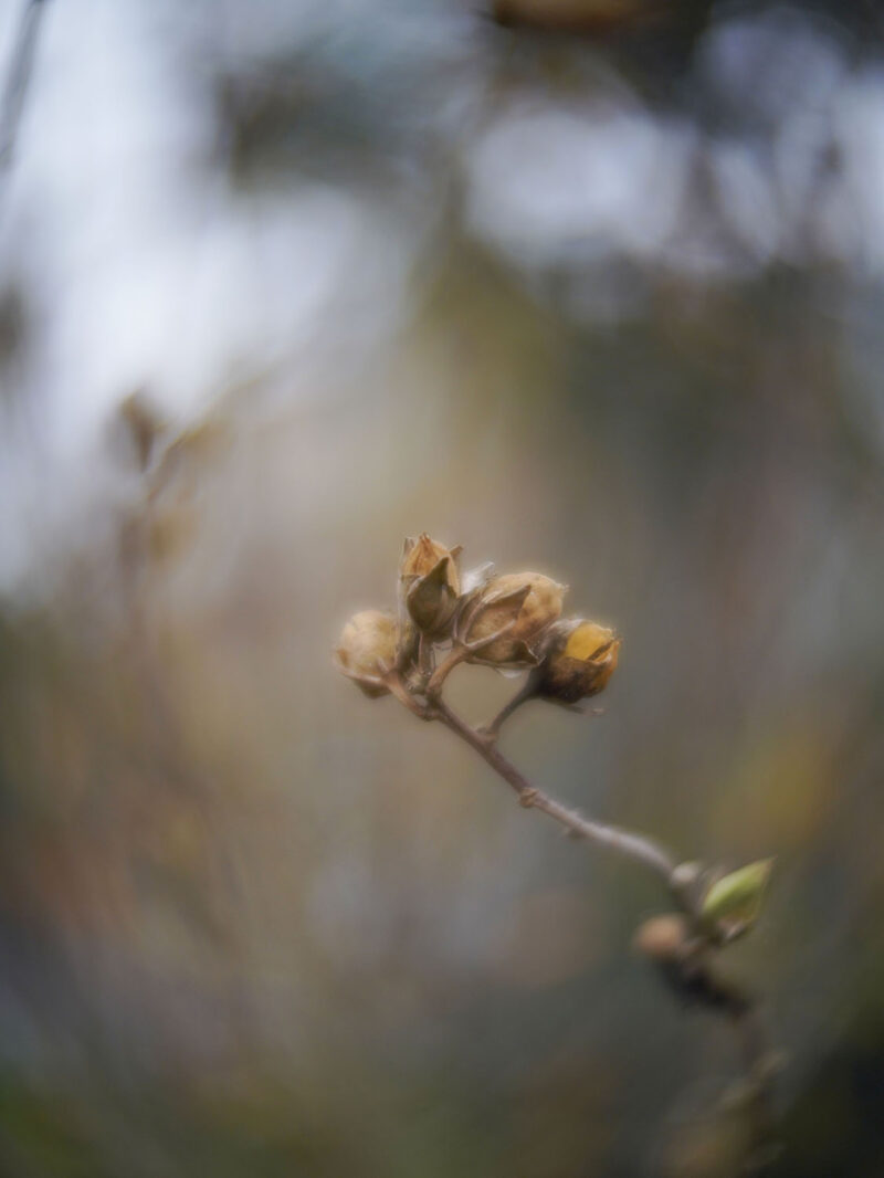 square/swirly bokeh Biotar 50mm f/1.4 Carl Zeiss Jena №6718498 Pentaflex-16 cine - Image 13