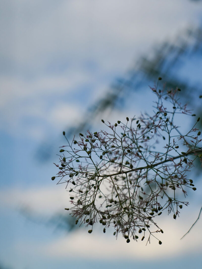 square bokeh Helios 44-2 58mm f/2 №81369332 M42 Zenitar-ME1 - Image 9