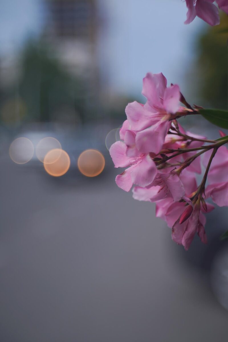 Uncoated Trioplan 75mm f/2.9 Meyer Gorlitz  M39 №1093905 bubble bokeh - Image 8