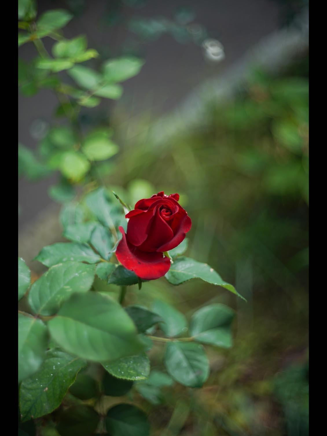 Kodak Ektar 47mm f/2 M39-mount EO25714 L - Image 13