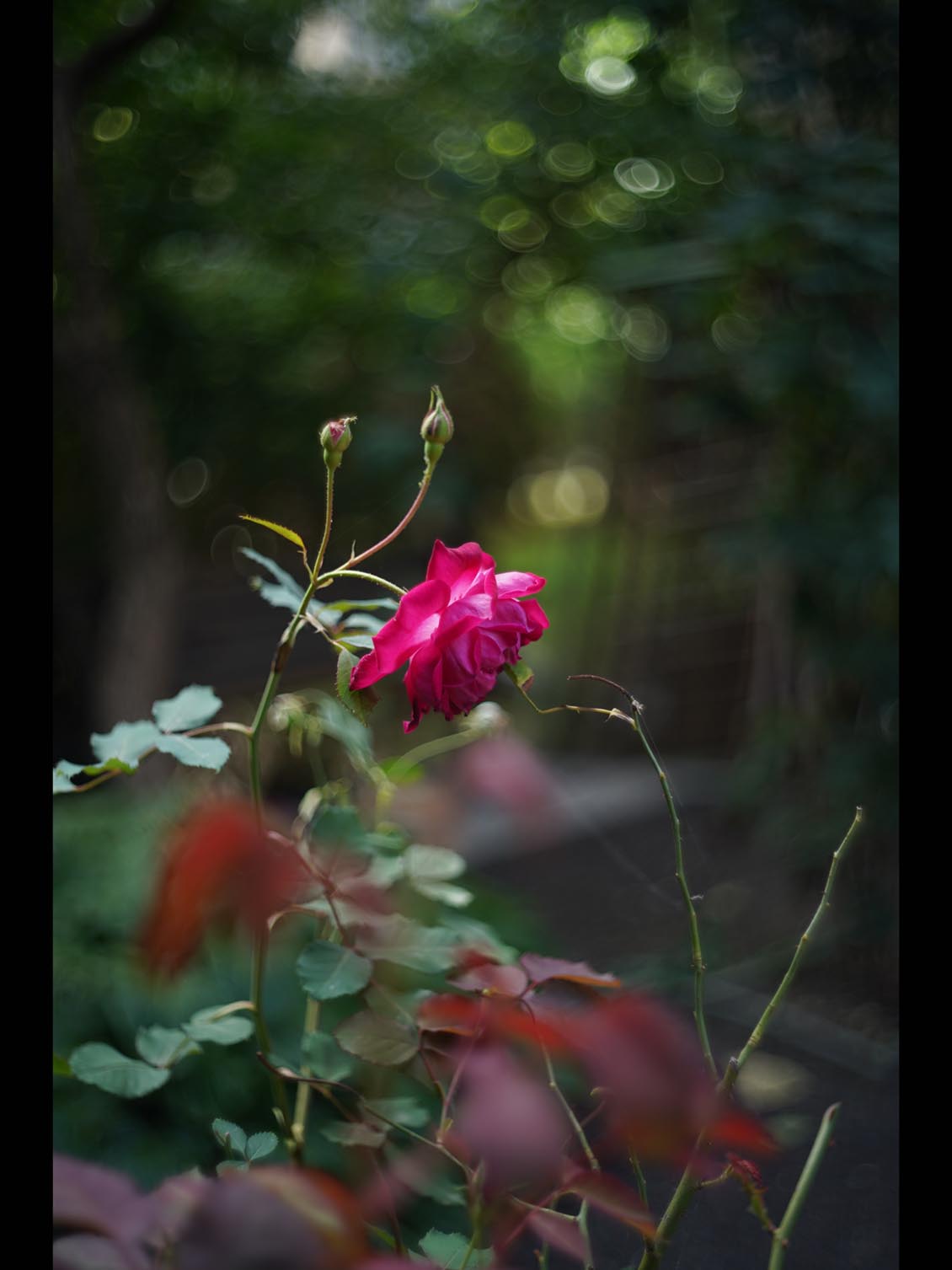 Kodak Ektar 47mm f/2 M39-mount EO25714 L - Image 14