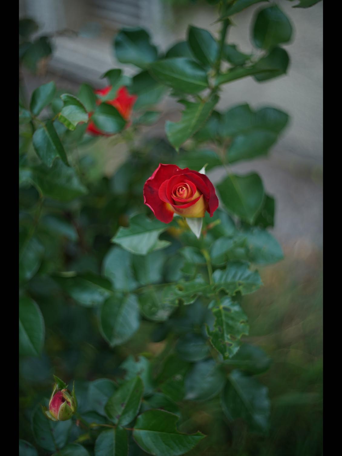 Kodak Ektar 47mm f/2 M39-mount EO25714 L - Image 15