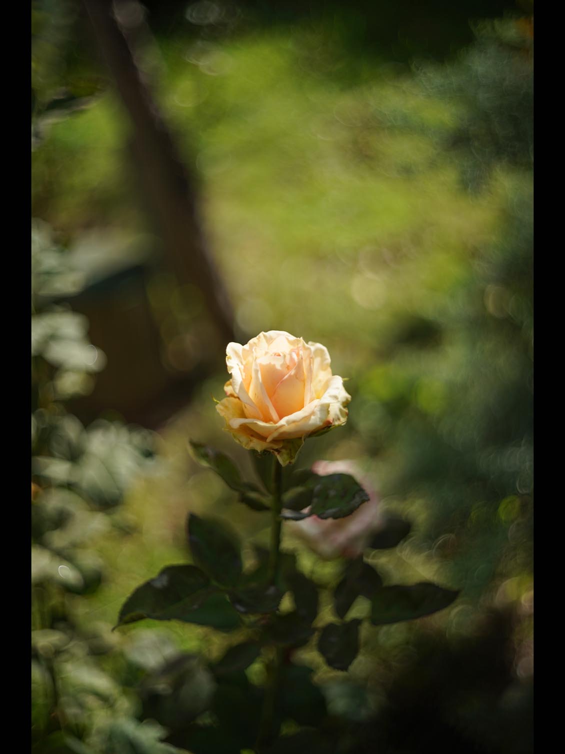 Kodak Ektar 47mm f/2 M39-mount EO25714 L - Image 12