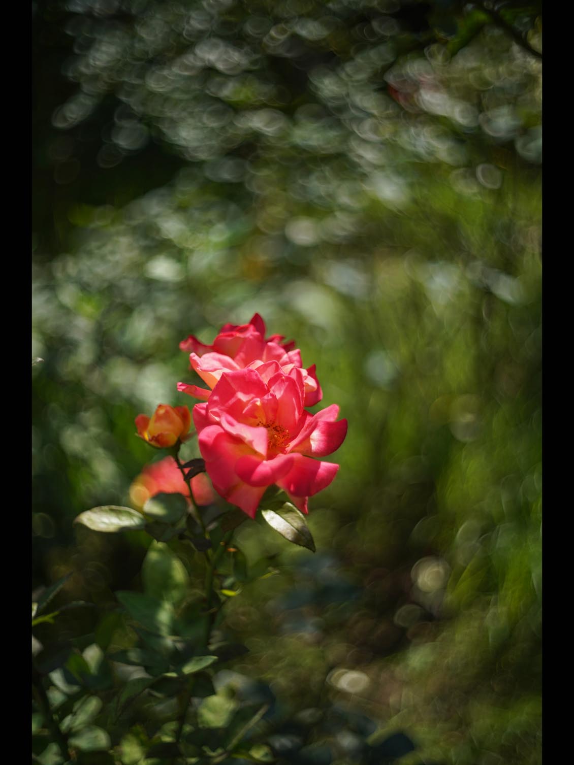 Kodak Ektar 47mm f/2 M39-mount EO25714 L - Image 11
