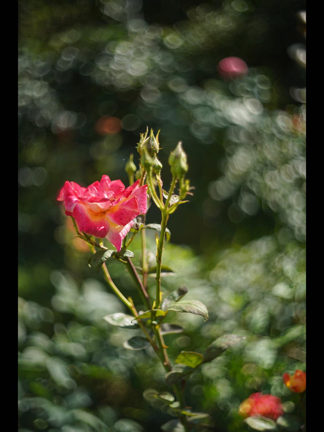 Kodak Ektar 47mm f/2 M39-mount EO25714 L - Image 10