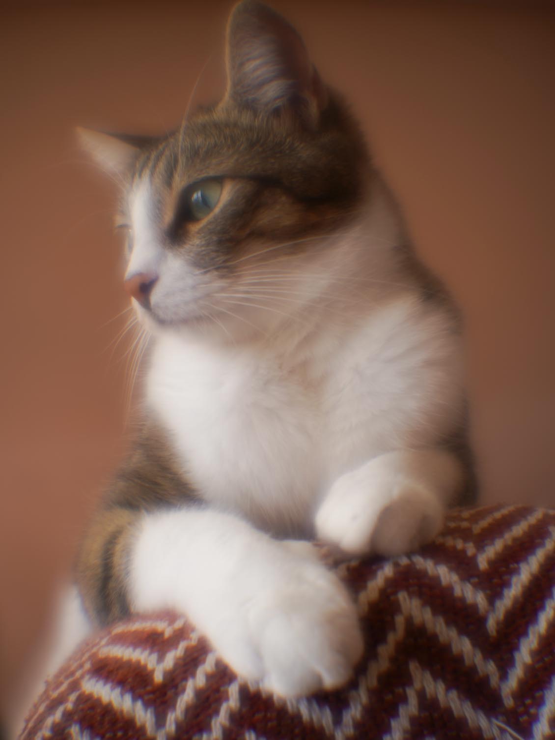Monocle 33mm M42 №80055863 - Image 17