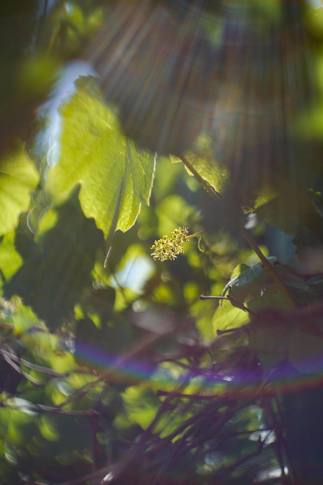 Petzval style Helios 44-2 2/58mm №7788729 M42 - Image 20