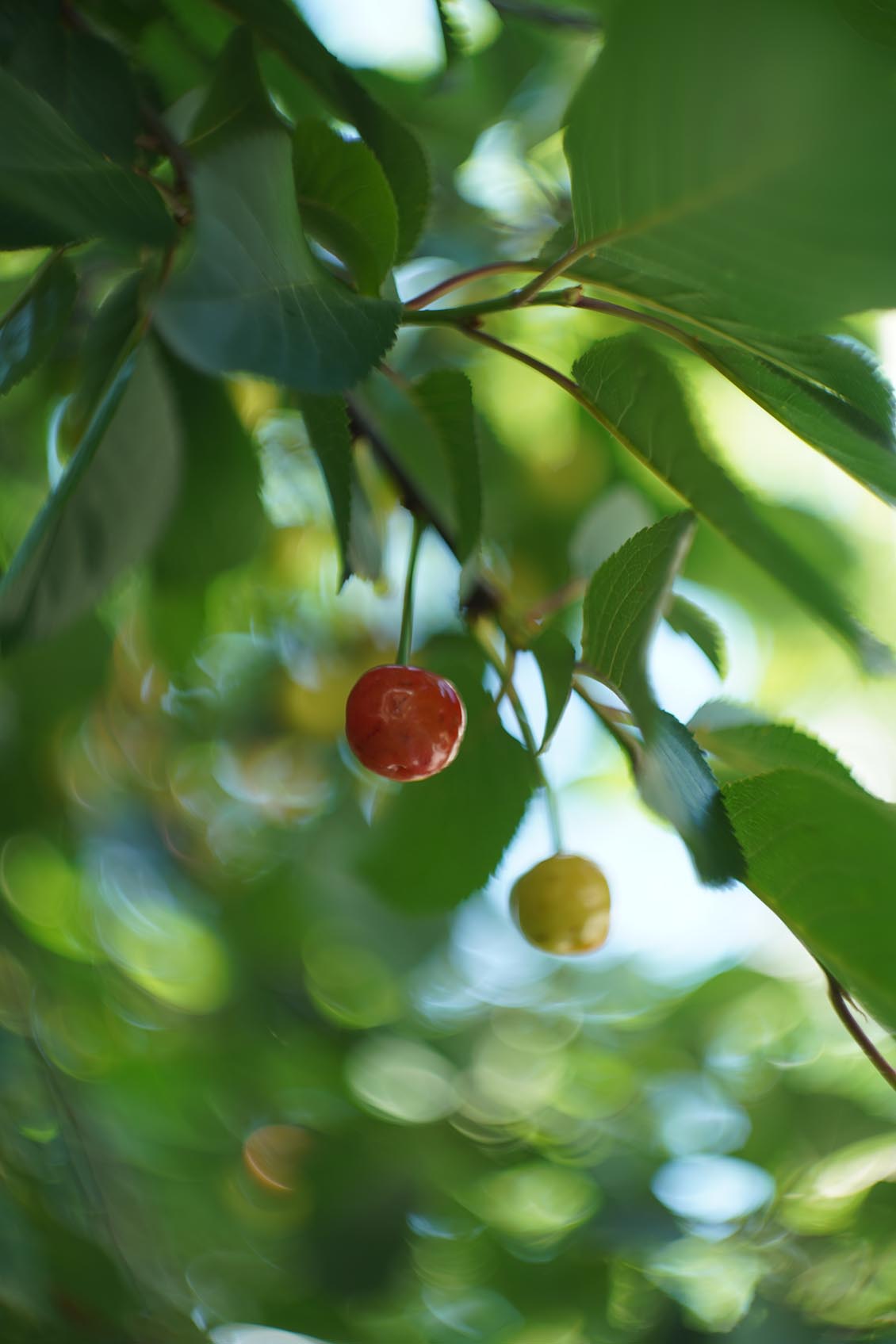 Petzval style Helios 44-2 2/58mm №7788729 M42 - Image 15