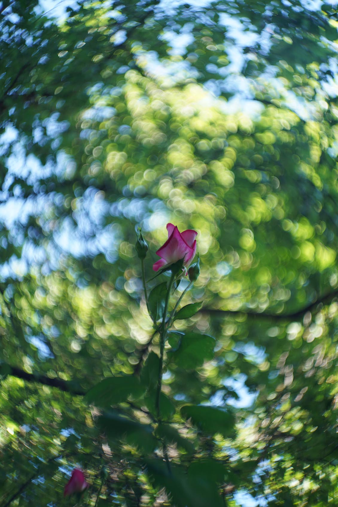 Petzval style Helios 44-2 2/58mm №7788729 M42 - Image 14