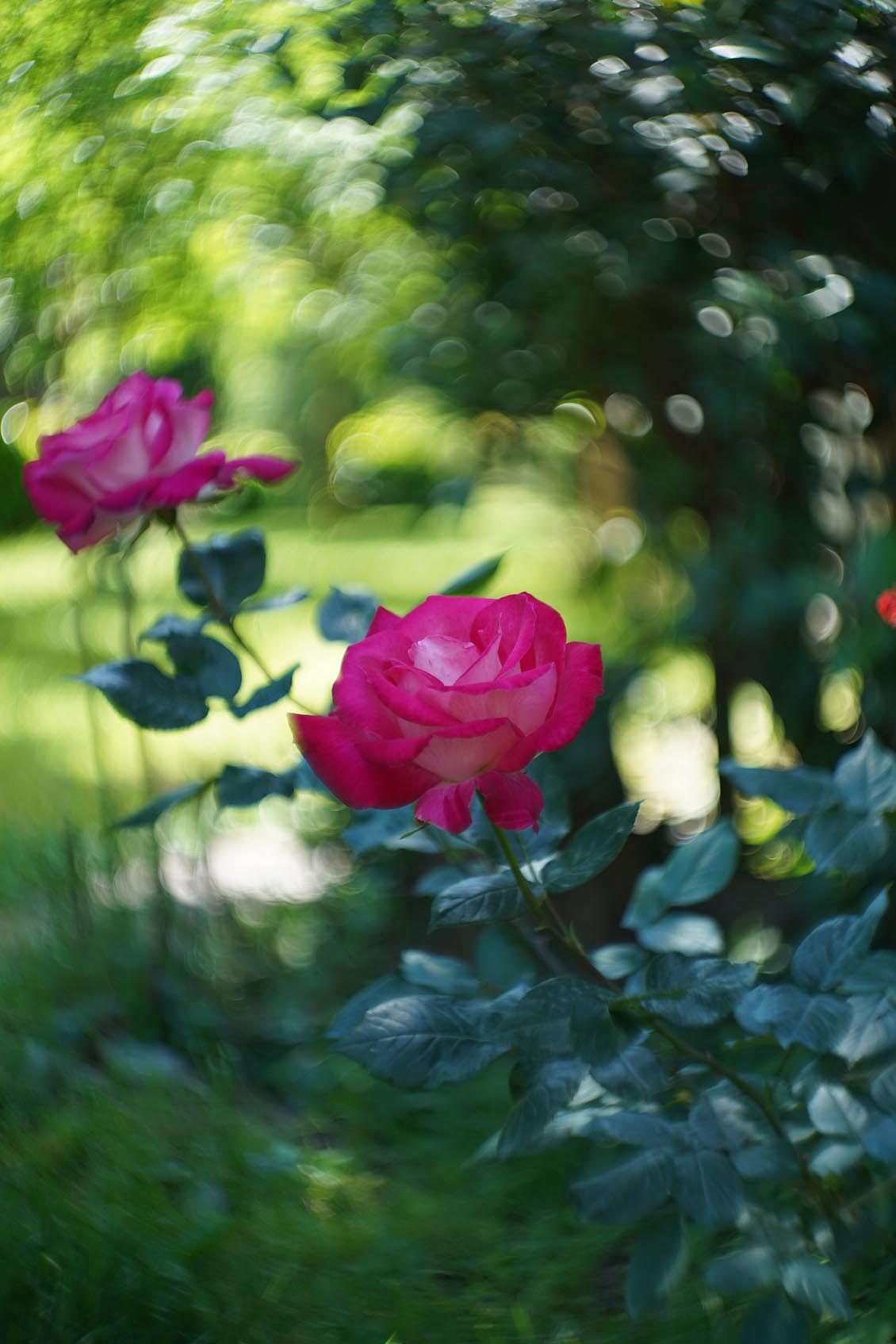 Petzval style Helios 44-2 2/58mm №7788729 M42 - Image 16