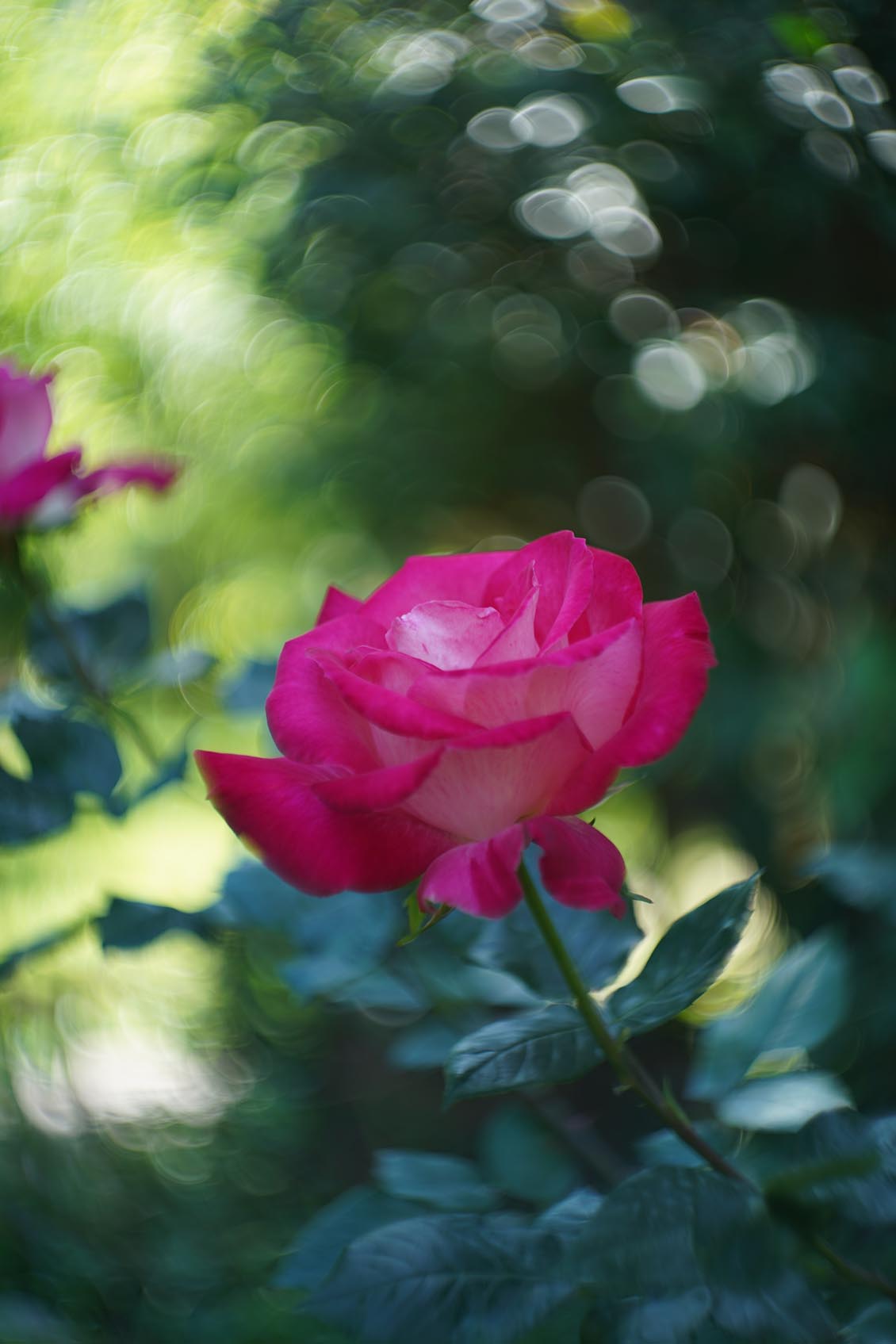Petzval style Helios 44-2 2/58mm №7788729 M42 - Image 17