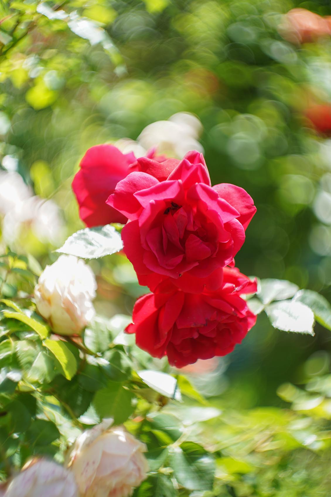 Petzval style Helios 44-2 2/58mm №7788729 M42 - Image 19