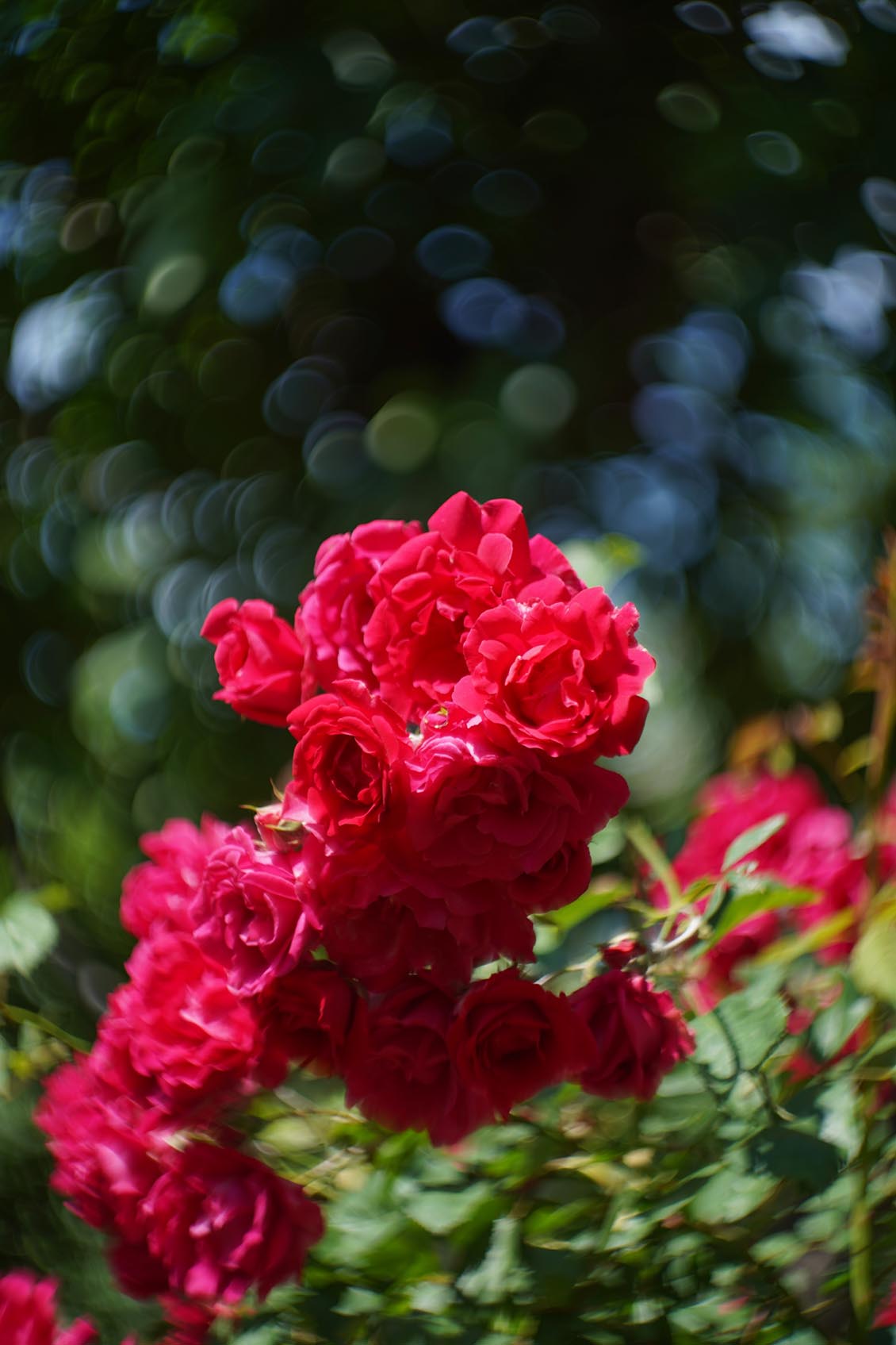 Petzval style Helios 44-2 2/58mm №7788729 M42 - Image 21
