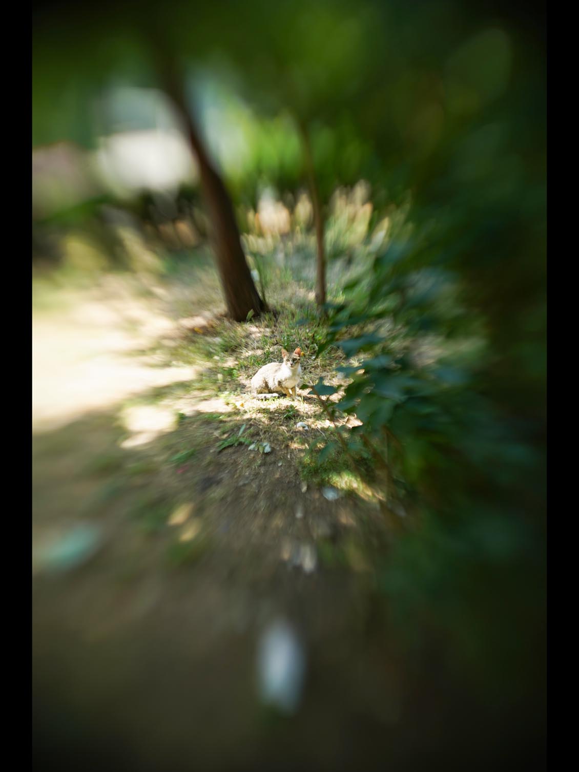 MIR-1b 37mm f/2.8 SLR M42 №89014906 uralseller mod swirly bokeh - Image 11