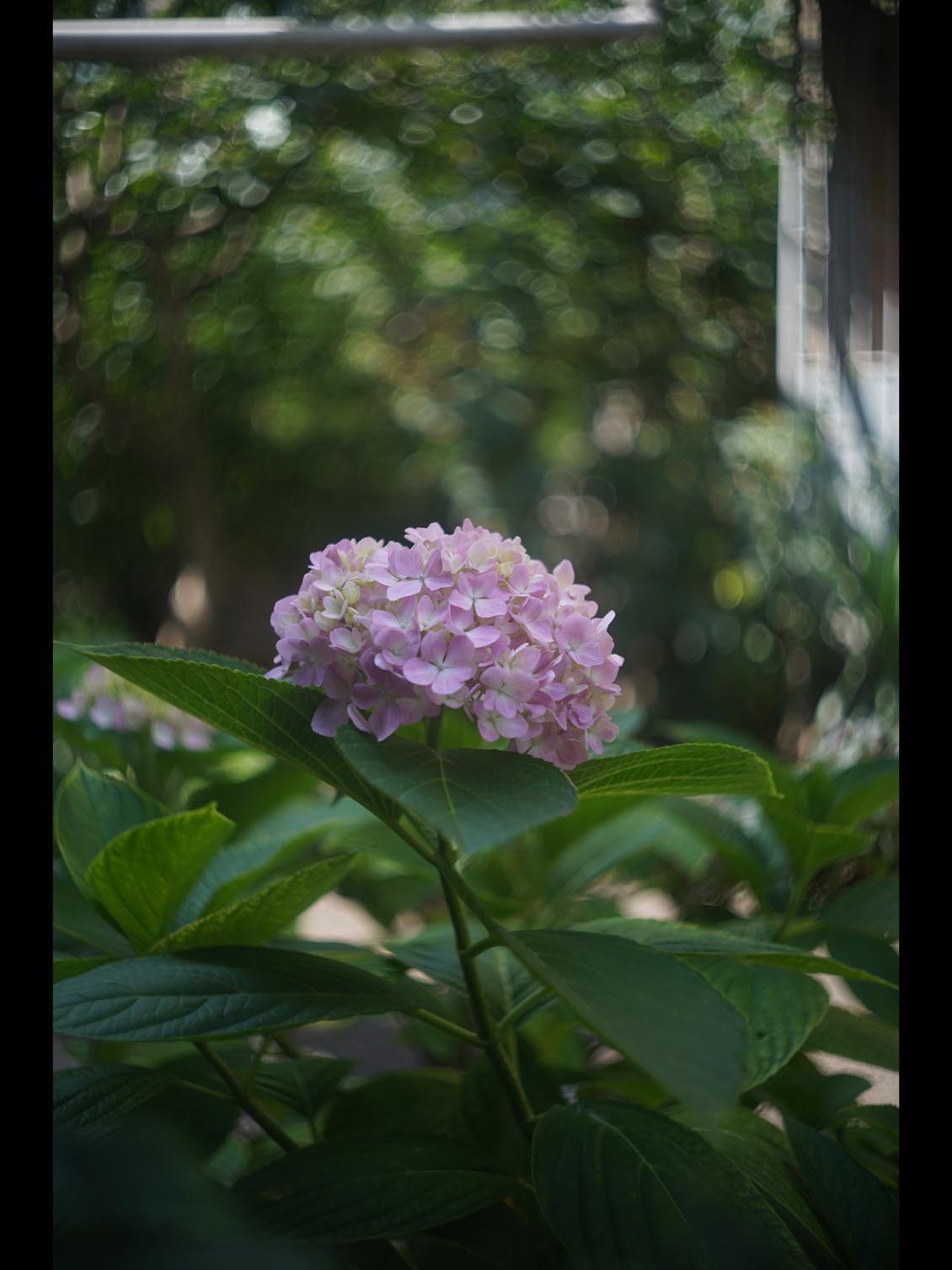 Biotar 40mm f/1.9 M39(LTM/LSM) Carl Zeiss Jena Robot - Image 15