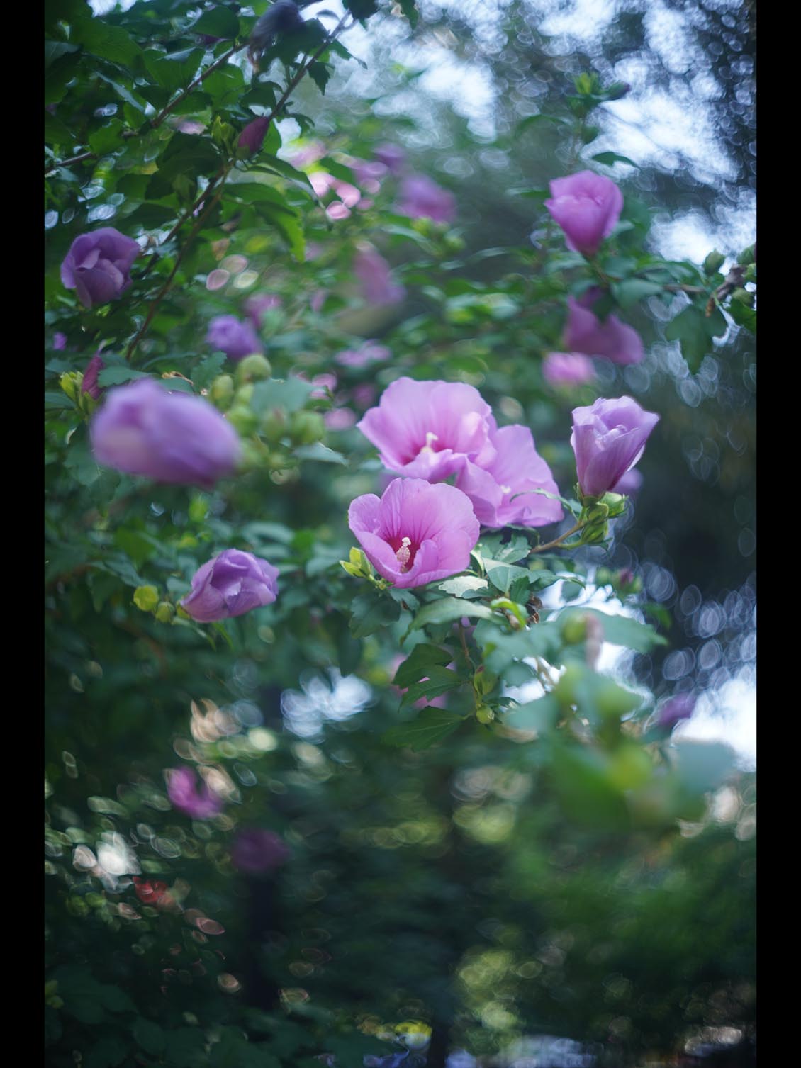 Biotar 40mm f/1.9 M39(LTM/LSM) Carl Zeiss Jena Robot - Image 16