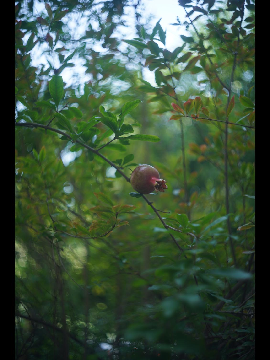 Biotar 40mm f/1.9 M39(LTM/LSM) Carl Zeiss Jena Robot - Image 19