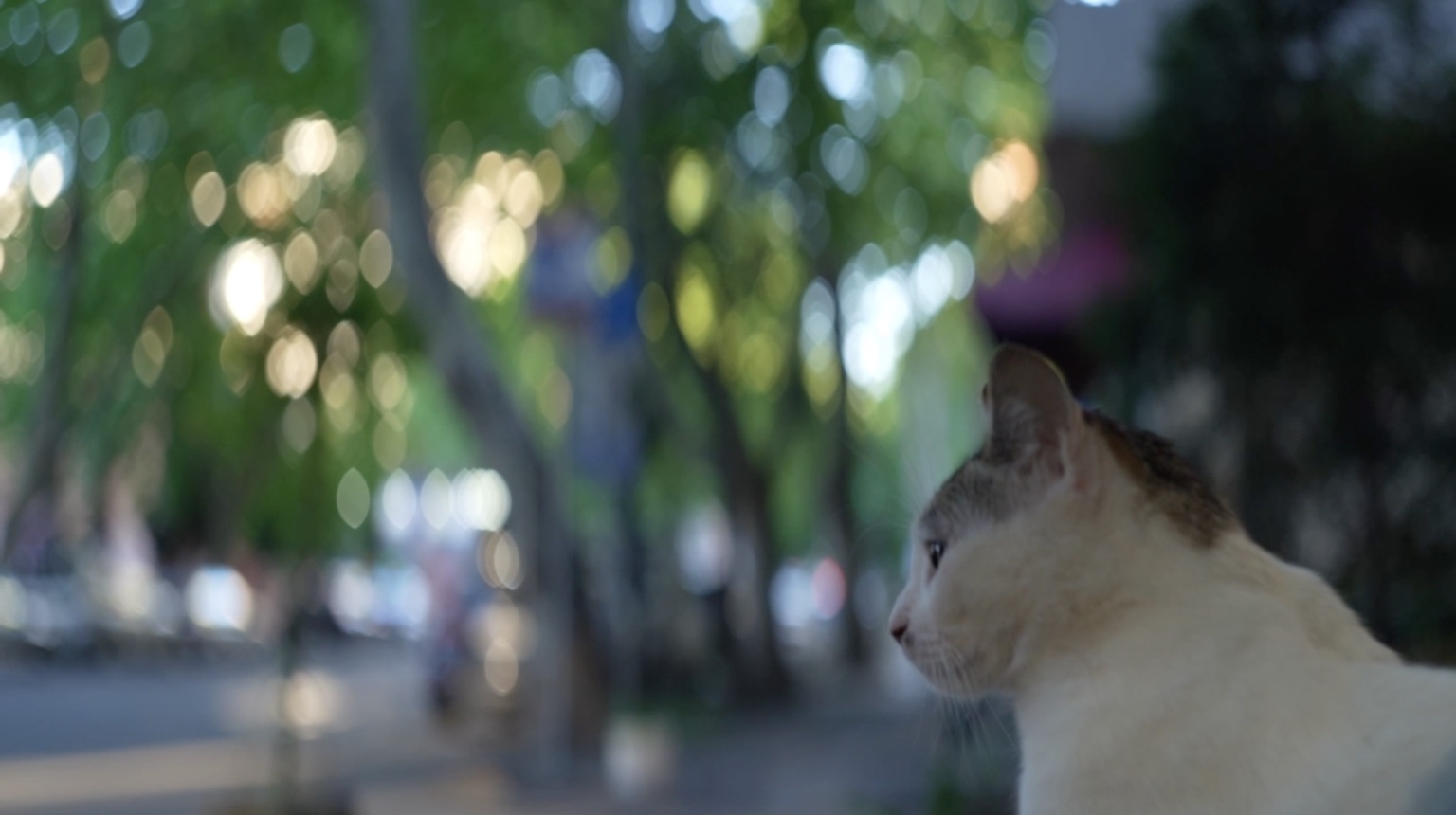 Anamorphic-style bokeh from a modified Helios 44-2