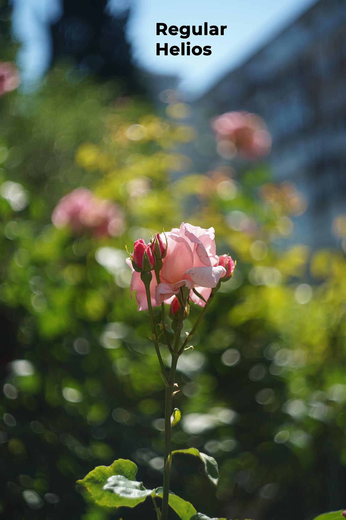 Classic swirly bokeh from a standard Helios 44-2 at f/2