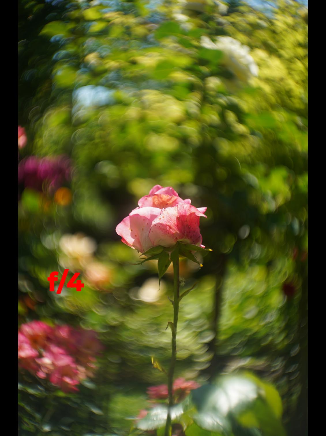 Helios 44-2 Ultra Swirl Edition swirly bokeh at f/4