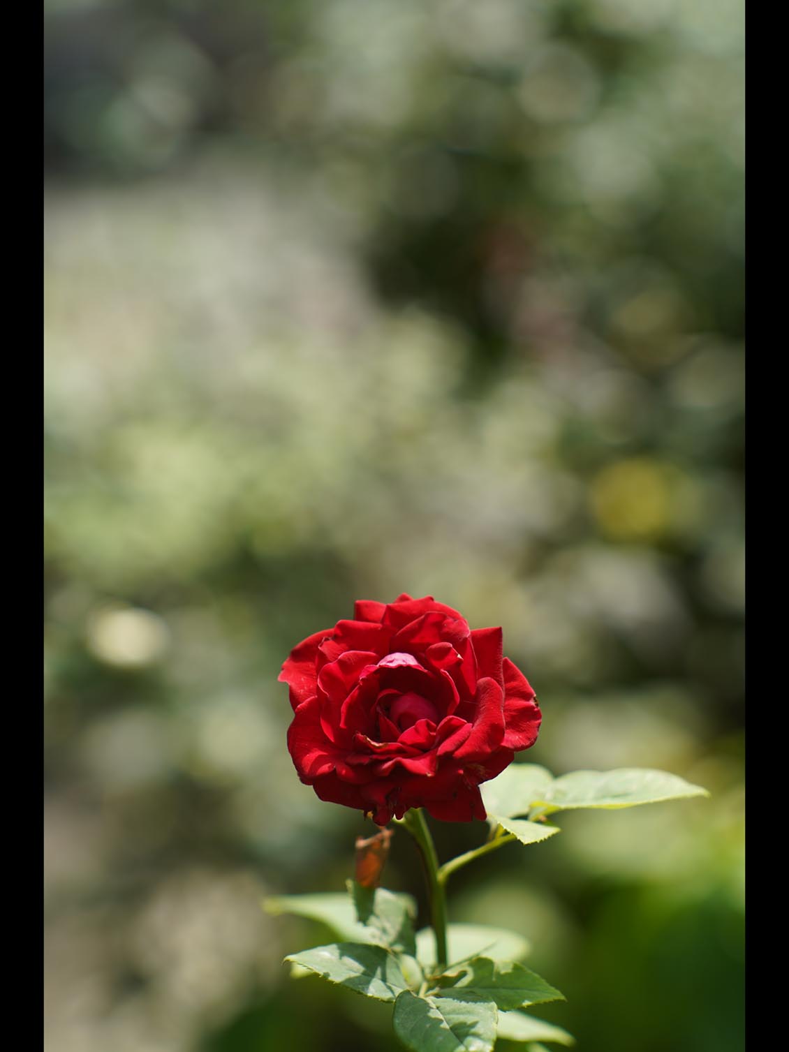 Jupiter-9 85mm f/2 M42 SLR №8101687 - Image 12