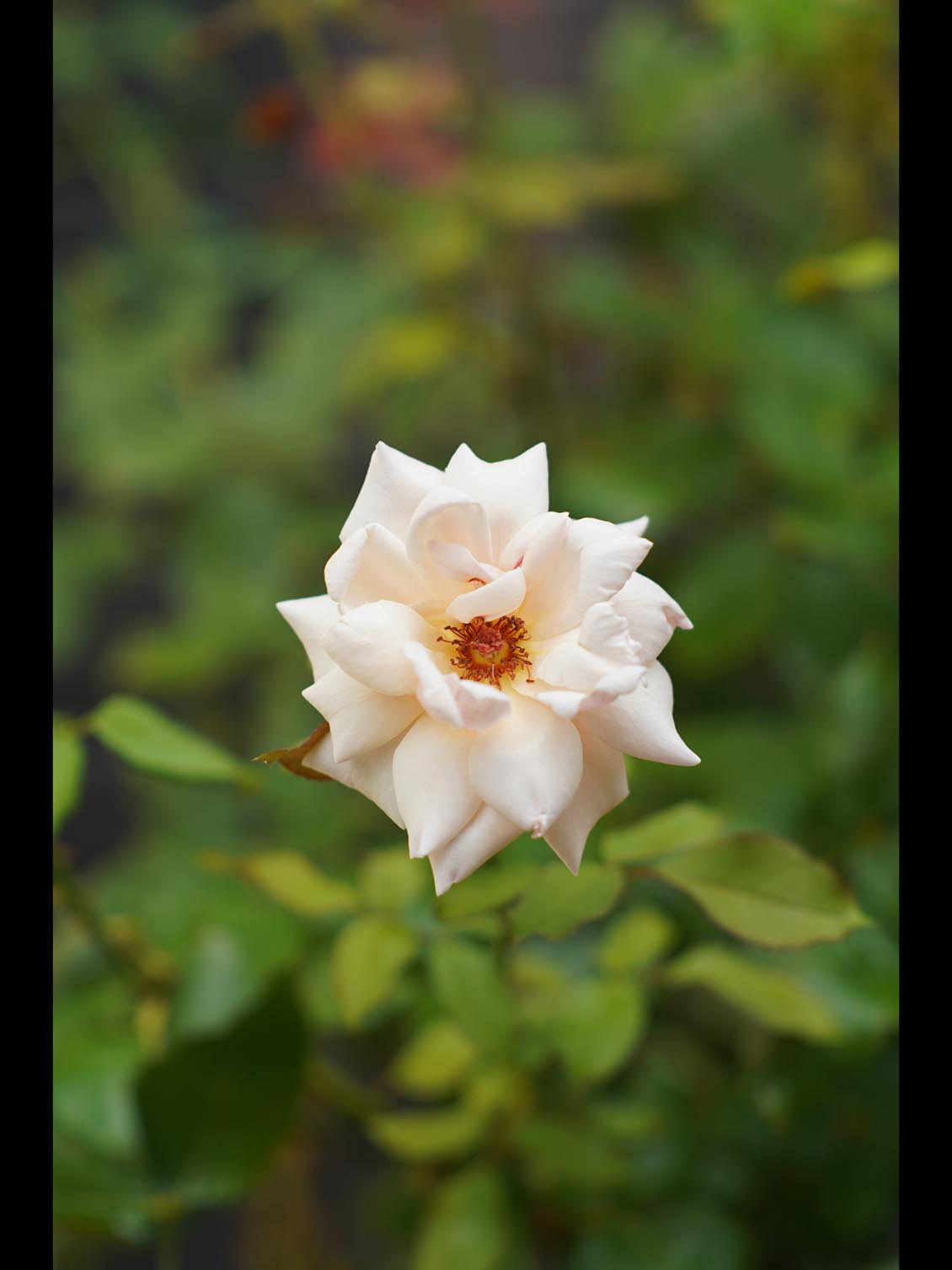 Jupiter-9 85mm f/2 M42 SLR №8101687 - Image 14
