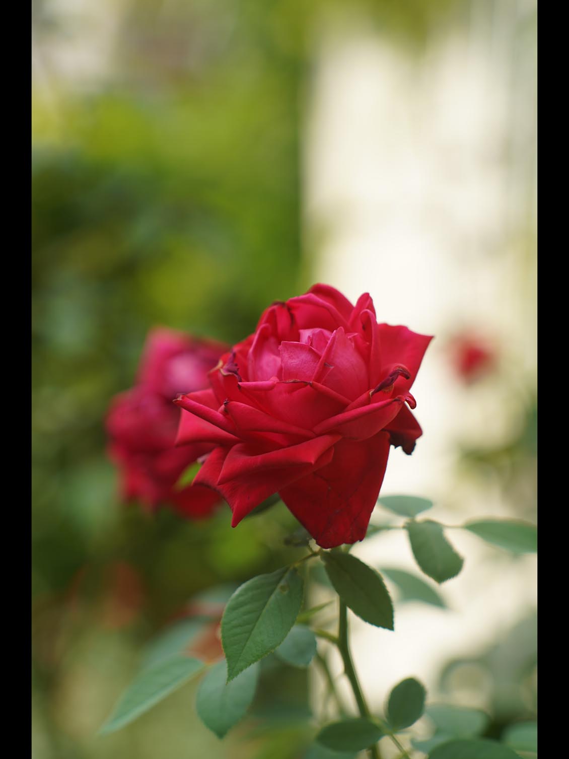Jupiter-9 85mm f/2 M42 SLR №8101687 - Image 15