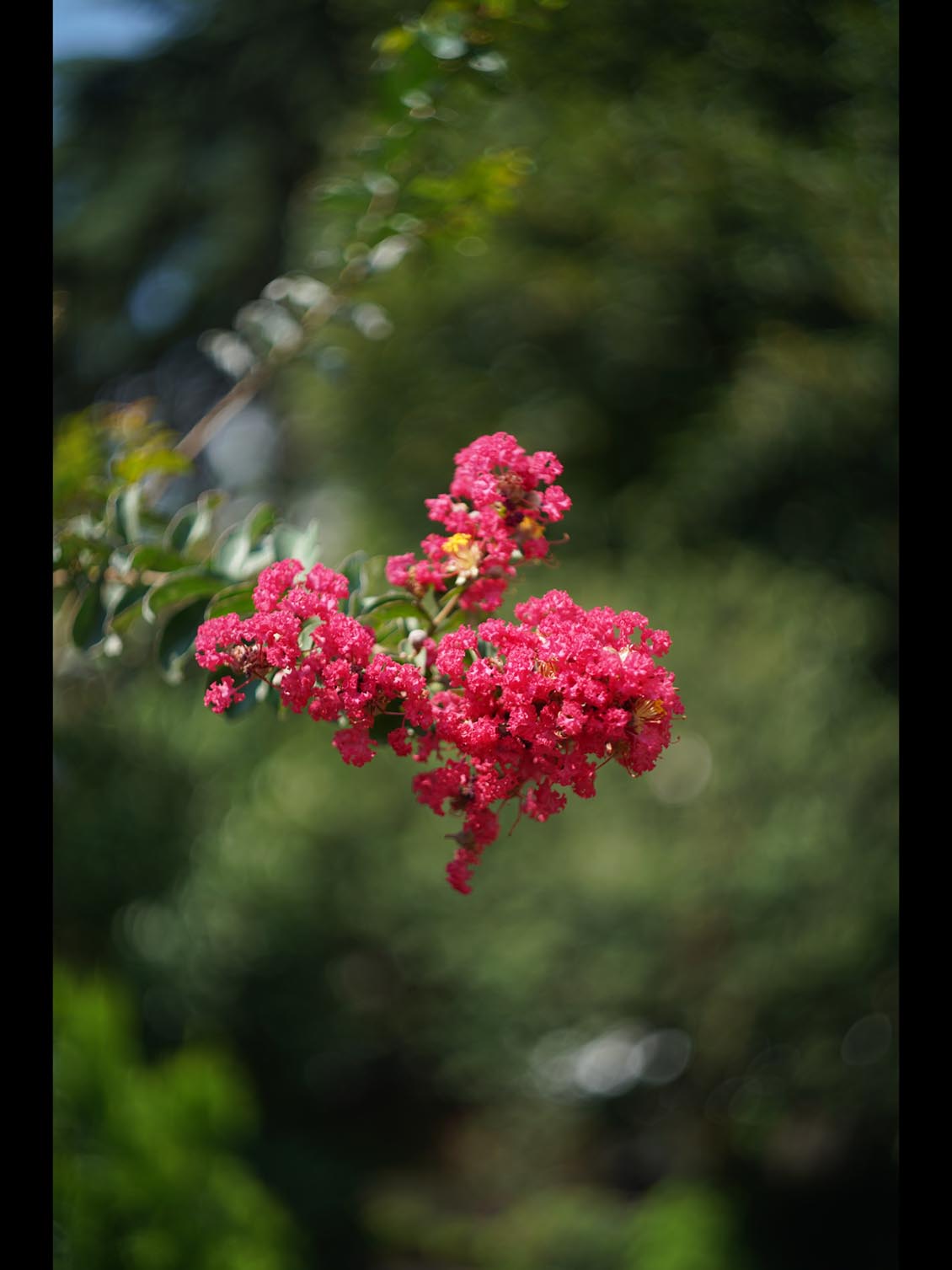 Helios-44M-7 MC M42 58mm f/2 №95121193 - Image 11