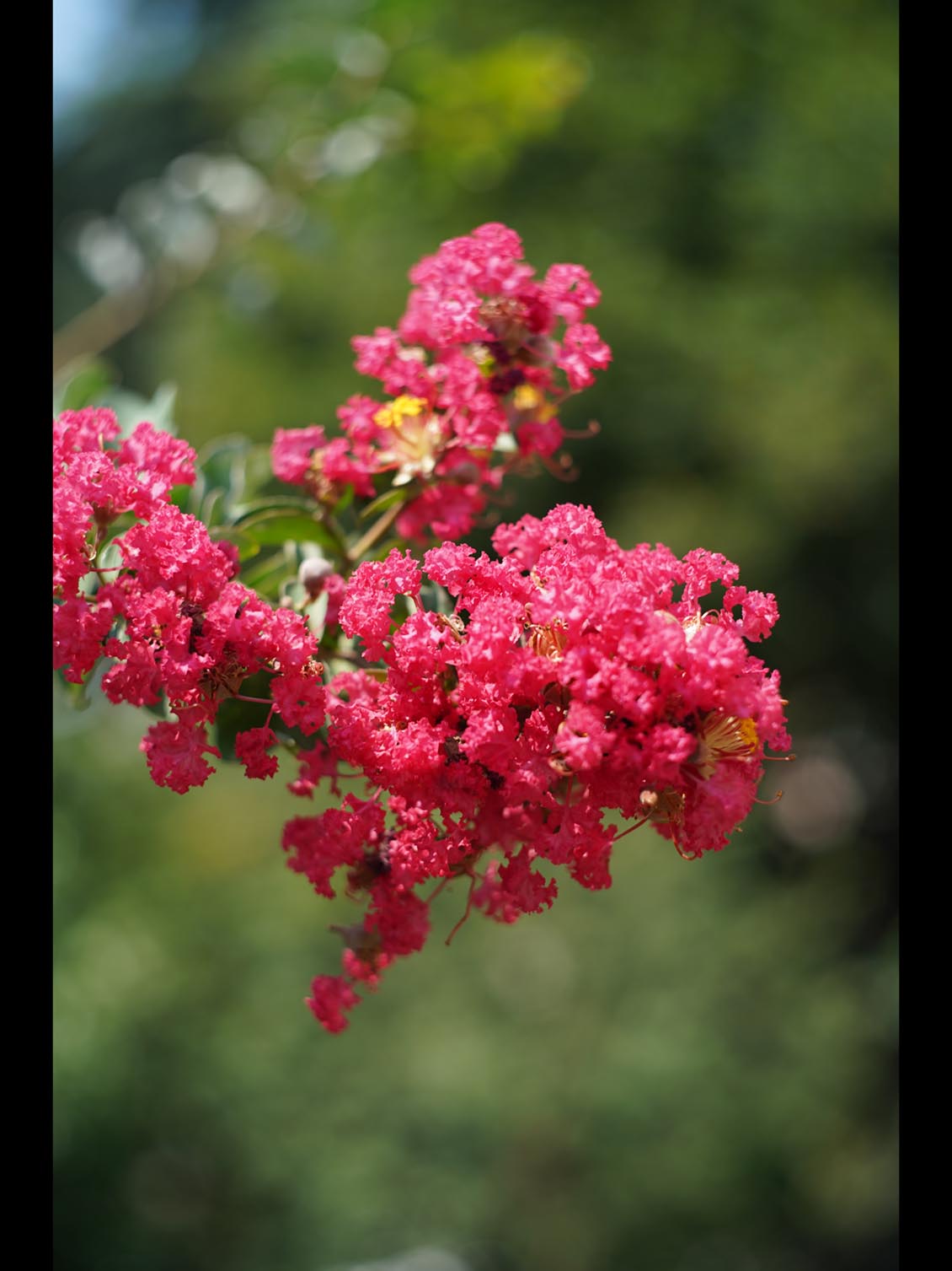 Helios-44M-7 MC M42 58mm f/2 №95121193 - Image 12