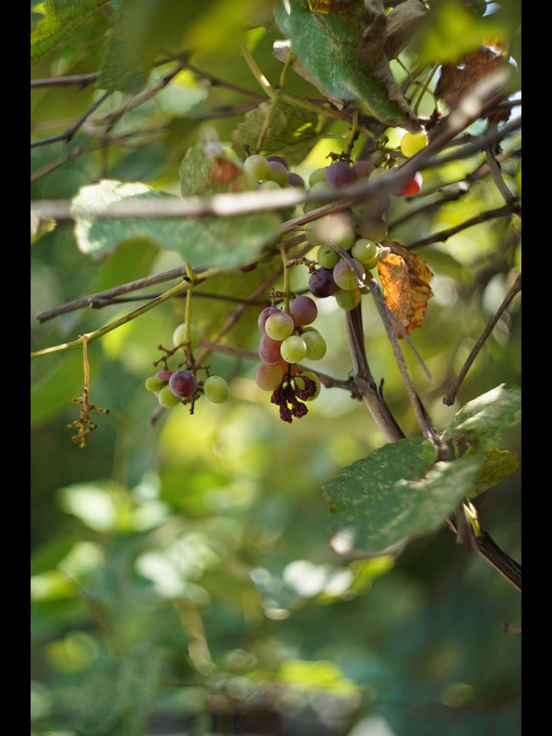 Helios-44M-7 MC M42 58mm f/2 №95121193 - Image 15