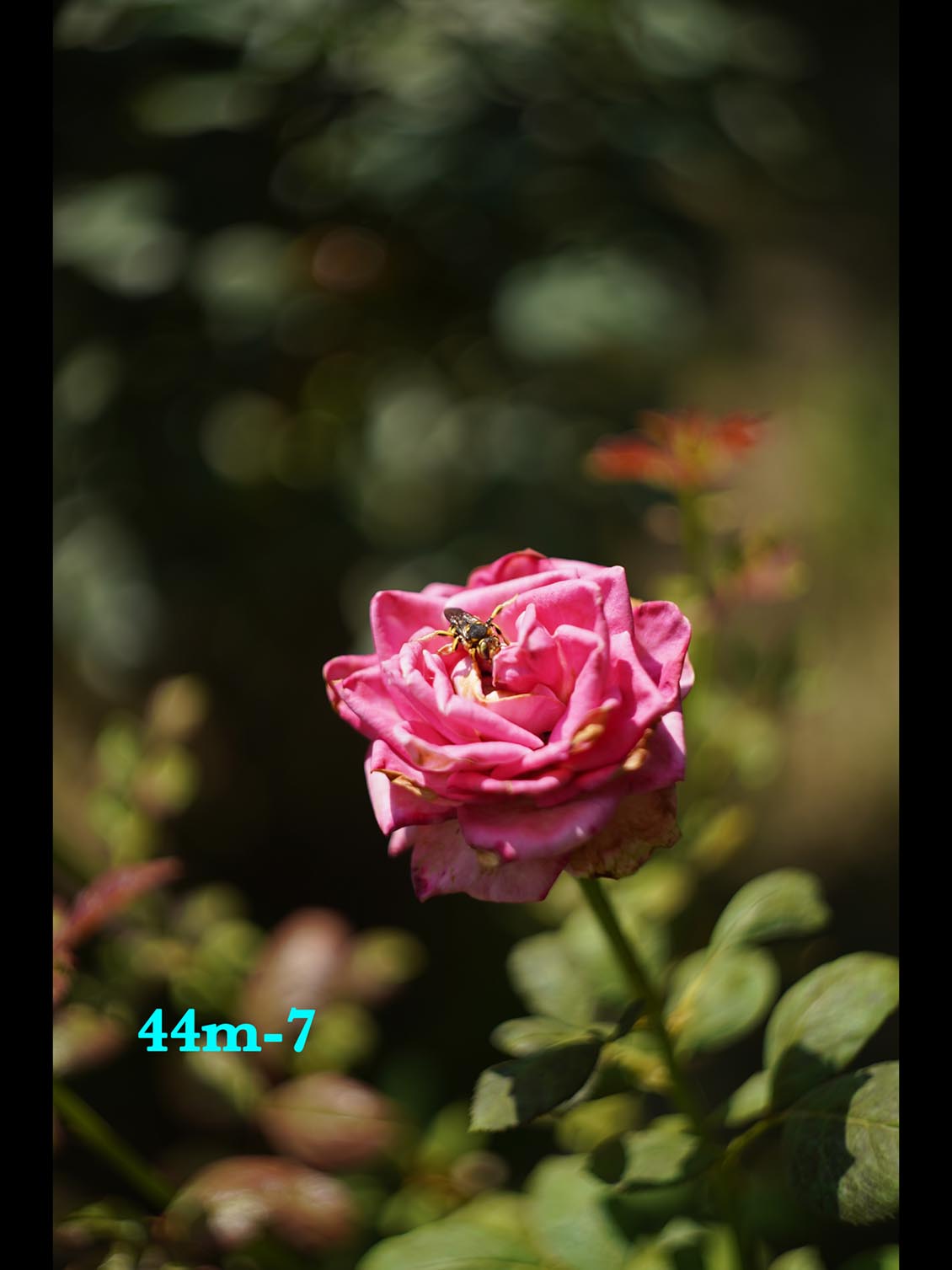Helios-44M-7 MC M42 58mm f/2 №95121193 - Image 8